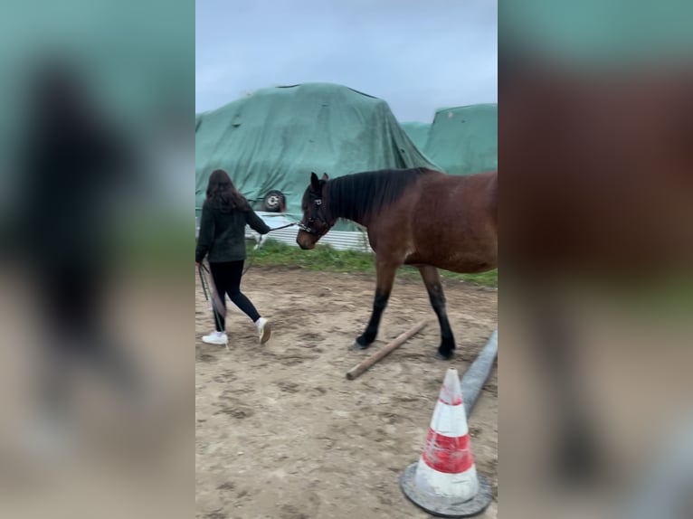 Schweres Warmblut Mix Wałach 5 lat 160 cm Gniada in Eppendorf