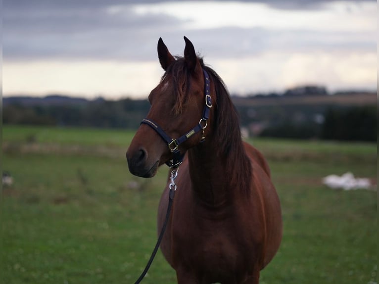 Schweres Warmblut Mix Wałach 5 lat 160 cm Gniada in Eppendorf