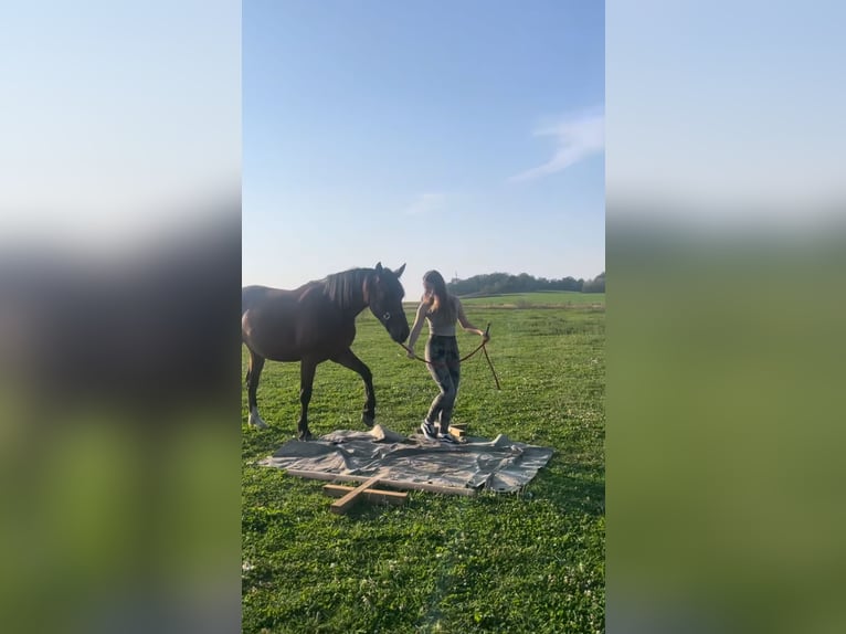 Schweres Warmblut Mix Wałach 5 lat 160 cm Gniada in Eppendorf