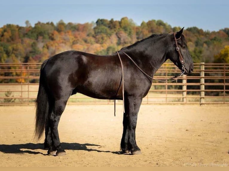 Schweres Warmblut Wałach 5 lat 162 cm Kara in Meschede