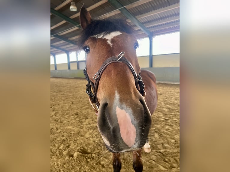 Schweres Warmblut Mix Wałach 5 lat 165 cm Gniada in KleveKleve