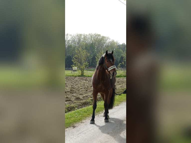 Schweres Warmblut Mix Wałach 5 lat 165 cm Gniada in KleveKleve