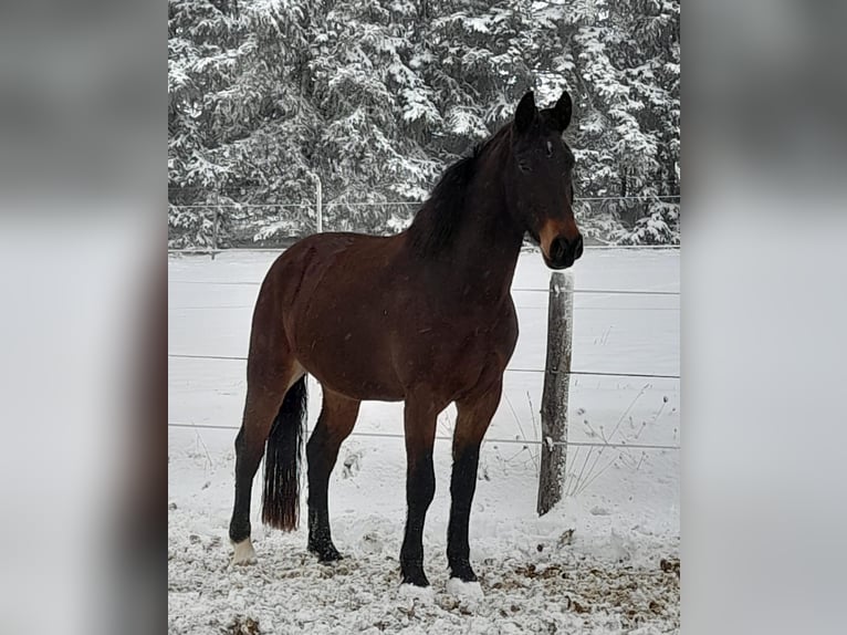 Schweres Warmblut Wałach 7 lat 165 cm Gniada in Zwickau