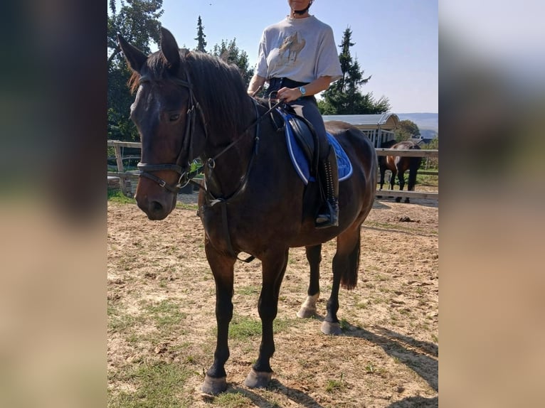 Schweres Warmblut Wałach 7 lat 165 cm Gniada in Zwickau