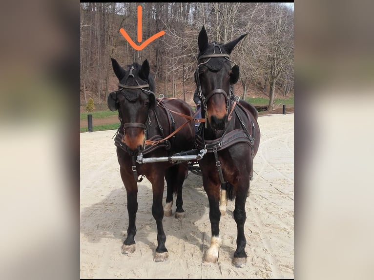 Schweres Warmblut Wałach 7 lat 165 cm Gniada in Zwickau