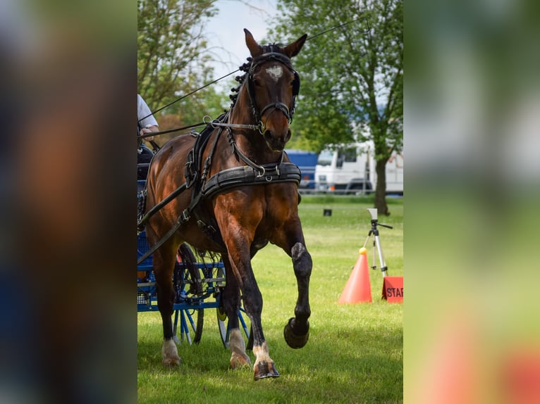 Schweres Warmblut Wałach 7 lat 165 cm Gniada in Treffurt