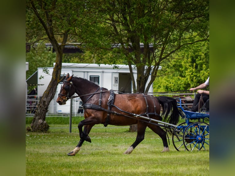 Schweres Warmblut Wałach 7 lat 165 cm Gniada in Treffurt