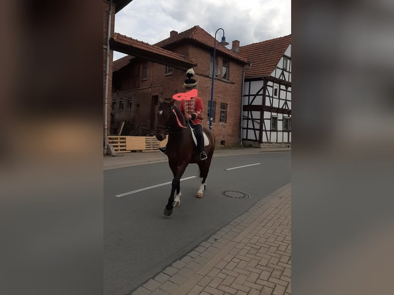 Schweres Warmblut Wałach 7 lat 165 cm Gniada in Treffurt