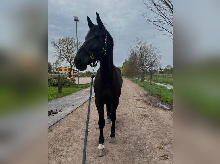 Schweres Warmblut Wałach 7 lat 170 cm Kara in Leipzig