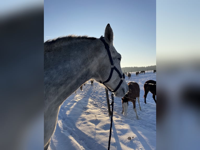 Schweres Warmblut Wałach 7 lat 180 cm Siwa jabłkowita in Wemding