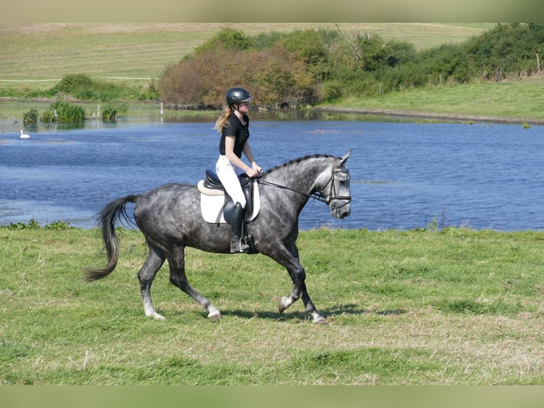 Schweres Warmblut Wałach 8 lat 162 cm Siwa in Ganschow