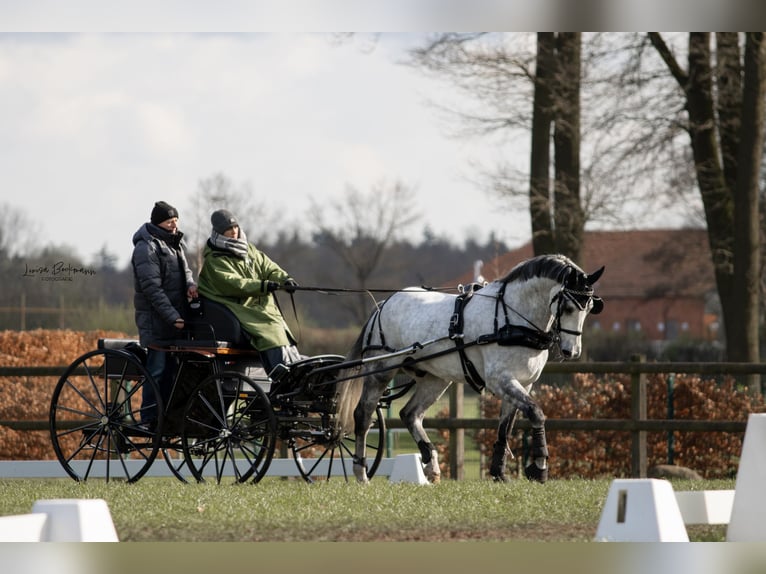 Schweres Warmblut Wałach 8 lat 165 cm Siwa in Haltern am See