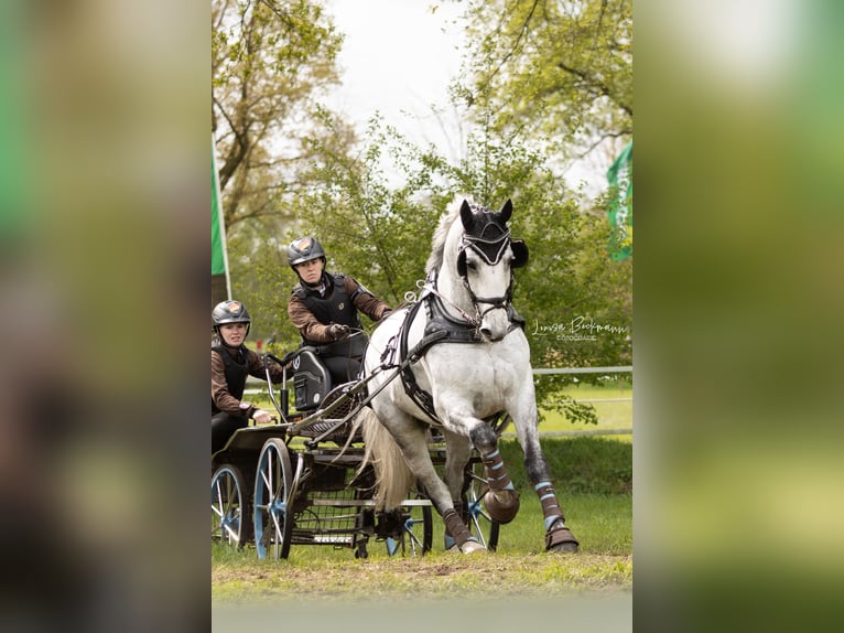 Schweres Warmblut Wałach 8 lat 165 cm Siwa in Haltern am See