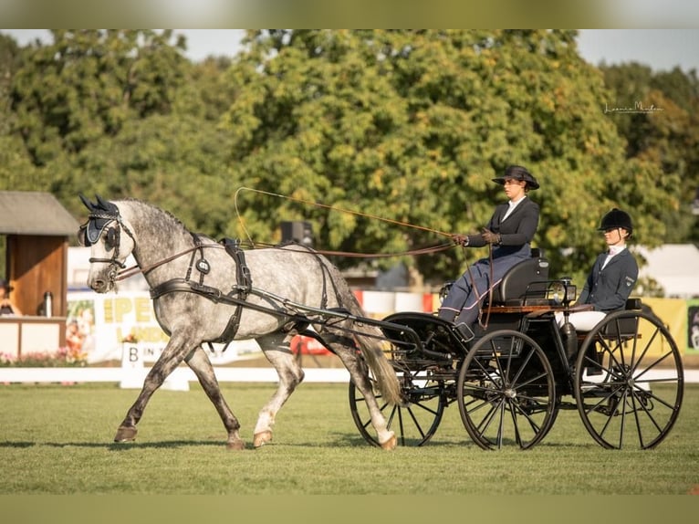 Schweres Warmblut Wałach 8 lat 165 cm Siwa in Haltern am See