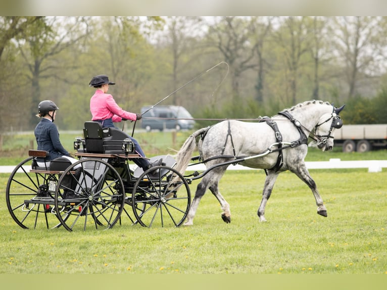 Schweres Warmblut Wałach 8 lat 165 cm Siwa in Haltern am See