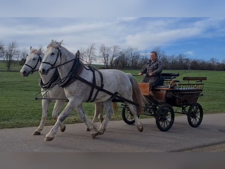 Schweres Warmblut Wałach 8 lat 170 cm Siwa in Dippoldiswalde