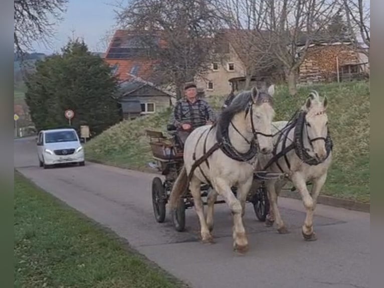 Schweres Warmblut Wałach 8 lat 170 cm Siwa in Dippoldiswalde