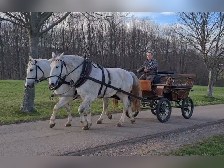 Schweres Warmblut Wałach 8 lat 170 cm Siwa in Dippoldiswalde