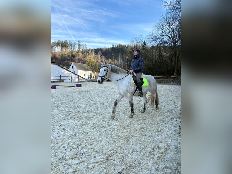 Schweres Warmblut Wałach 9 lat 160 cm Siwa in Hillesheim