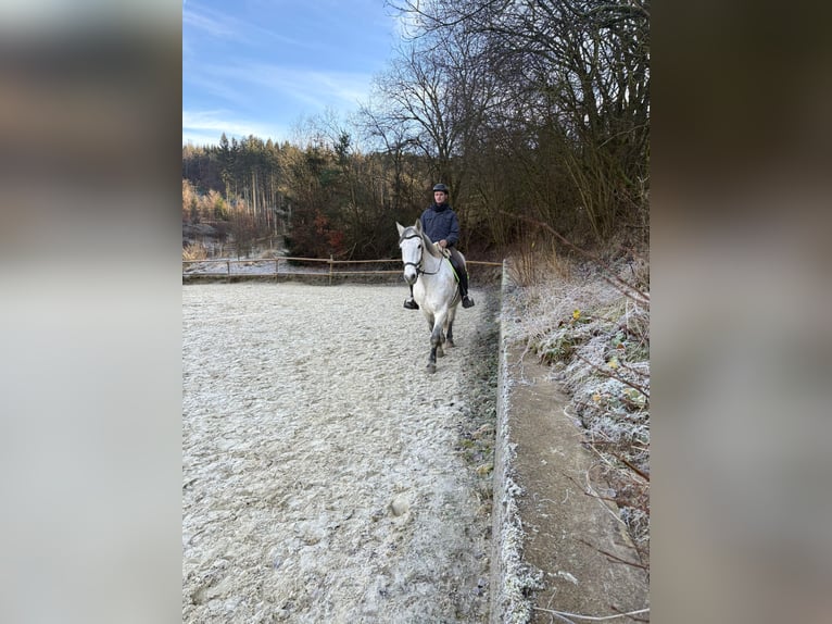 Schweres Warmblut Wałach 9 lat 160 cm Siwa in Hillesheim