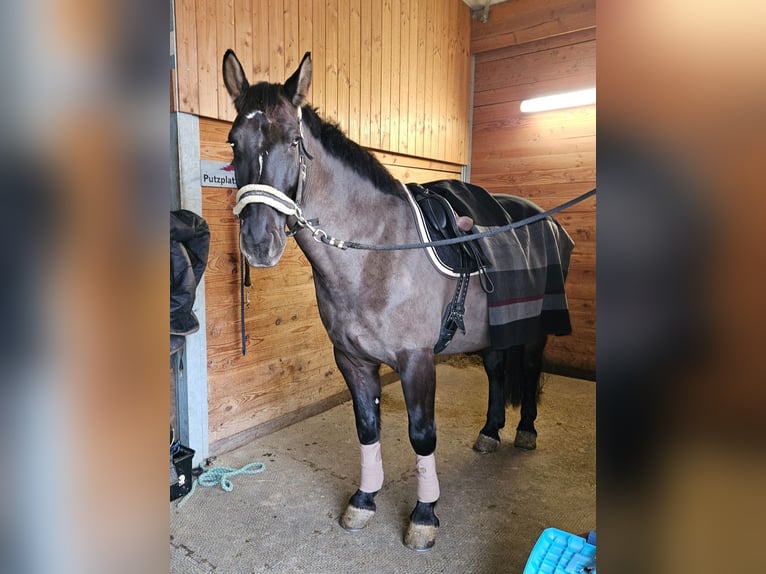 Schweres Warmblut Wałach 9 lat 162 cm Ciemnogniada in Meinisberg