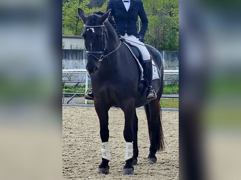 Schweres Warmblut Wałach 9 lat 162 cm Ciemnogniada in Meinisberg