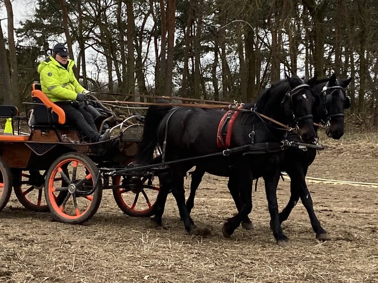 Schweres Warmblut Wallach 10 Jahre 165 cm Rappe in Altlandsberg