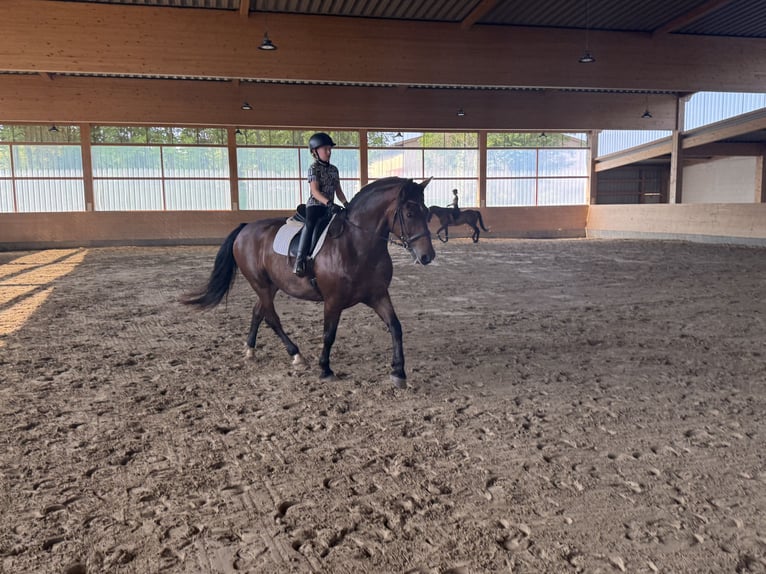 Schweres Warmblut Wallach 10 Jahre 166 cm Brauner in Ganschow