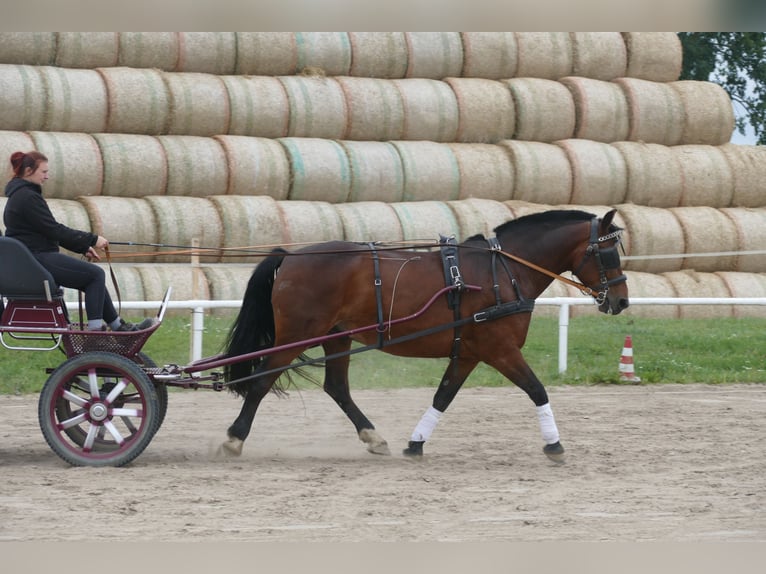 Schweres Warmblut Wallach 10 Jahre 166 cm Brauner in Ganschow