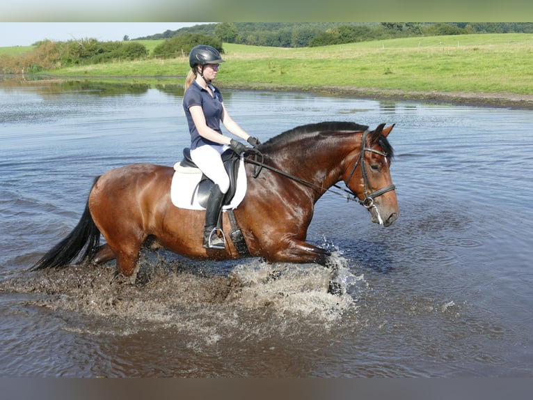 Schweres Warmblut Wallach 10 Jahre 166 cm Brauner in Ganschow