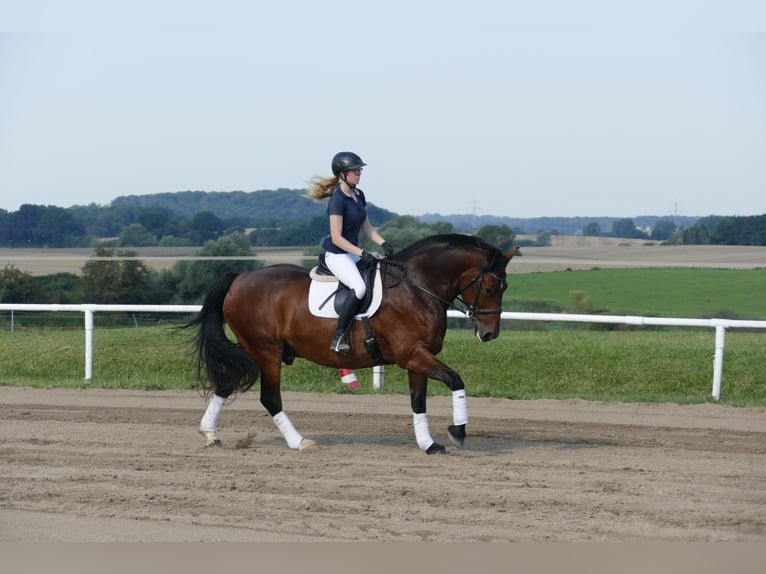 Schweres Warmblut Wallach 10 Jahre 166 cm Brauner in Ganschow