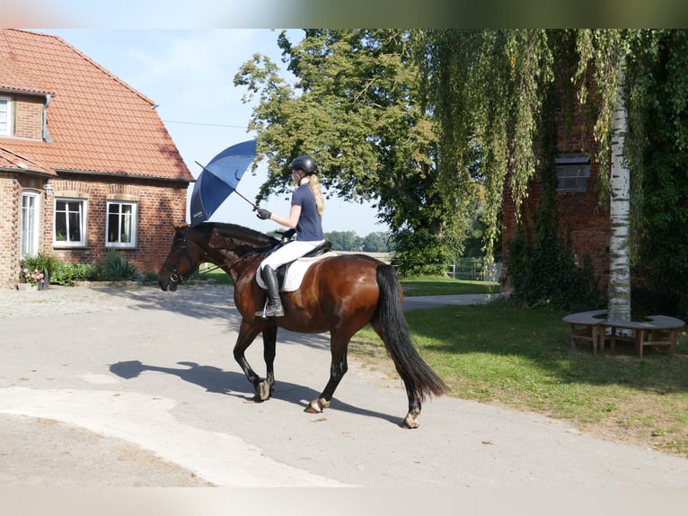 Schweres Warmblut Wallach 10 Jahre 166 cm Brauner in Ganschow