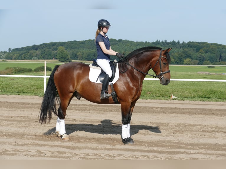 Schweres Warmblut Wallach 10 Jahre 166 cm Brauner in Ganschow
