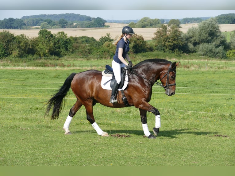 Schweres Warmblut Wallach 10 Jahre 166 cm Brauner in Ganschow