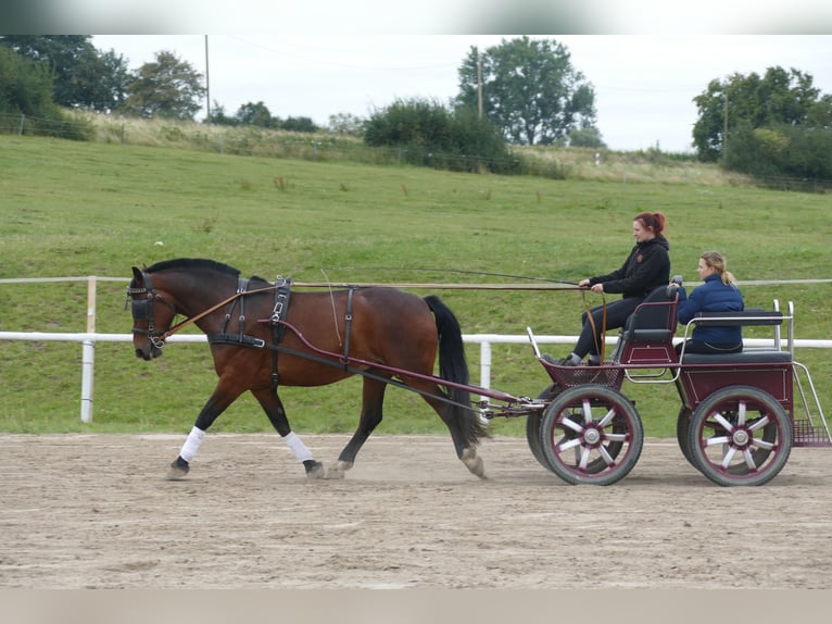 Schweres Warmblut Wallach 10 Jahre 166 cm Brauner in Ganschow