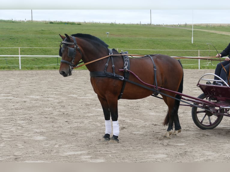 Schweres Warmblut Wallach 10 Jahre 166 cm Brauner in Ganschow