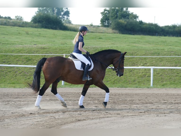 Schweres Warmblut Wallach 10 Jahre 166 cm Brauner in Ganschow