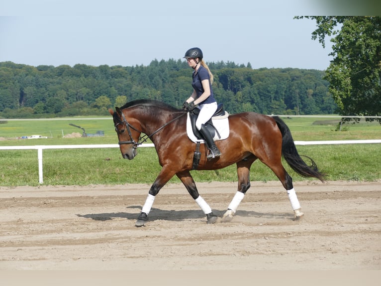 Schweres Warmblut Wallach 10 Jahre 166 cm Brauner in Ganschow