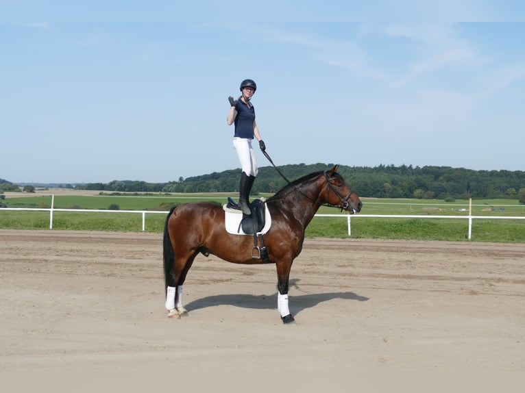 Schweres Warmblut Wallach 10 Jahre 166 cm Brauner in Ganschow