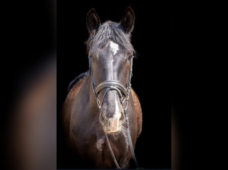 Schweres Warmblut Wallach 10 Jahre 167 cm Brauner in Stahnsdorf