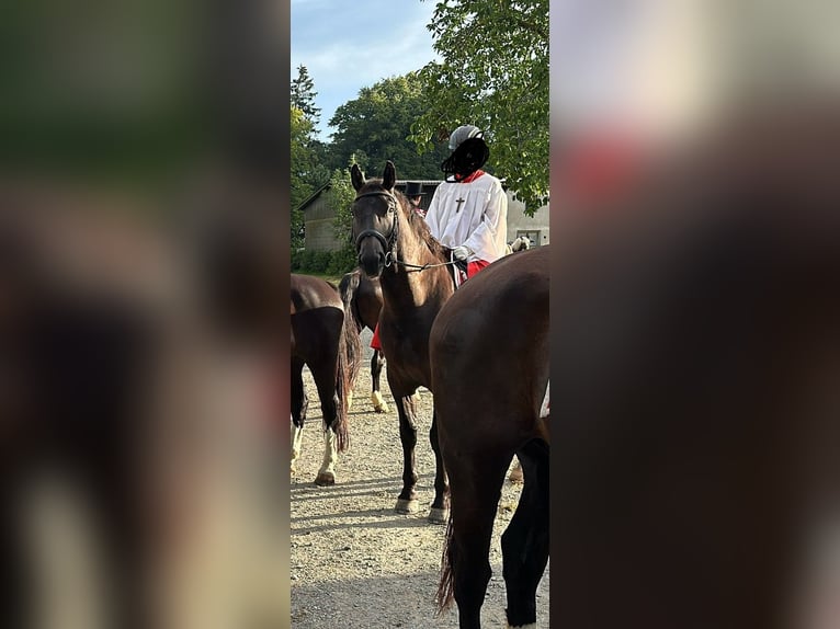 Schweres Warmblut Wallach 10 Jahre 167 cm Schwarzbrauner in Ettersberg