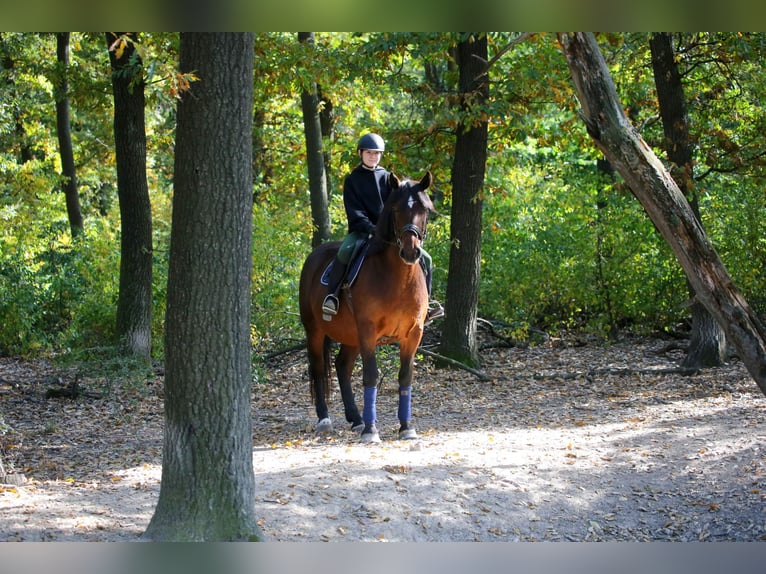 Schweres Warmblut Mix Wallach 10 Jahre 168 cm Brauner in Wallern im Burgenland