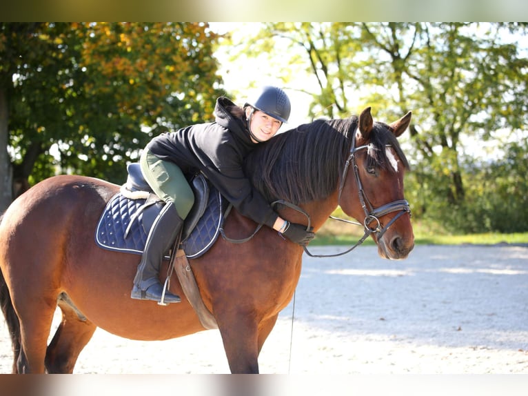 Schweres Warmblut Mix Wallach 10 Jahre 168 cm Brauner in Wallern im Burgenland