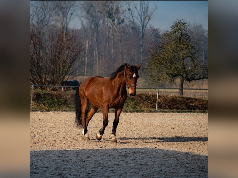 Schweres Warmblut Wallach 10 Jahre 168 cm Brauner in Achern