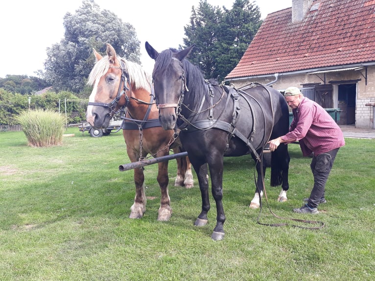 Schweres Warmblut Mix Wallach 10 Jahre 170 cm Schwarzbrauner in Hohenberg Krusemark