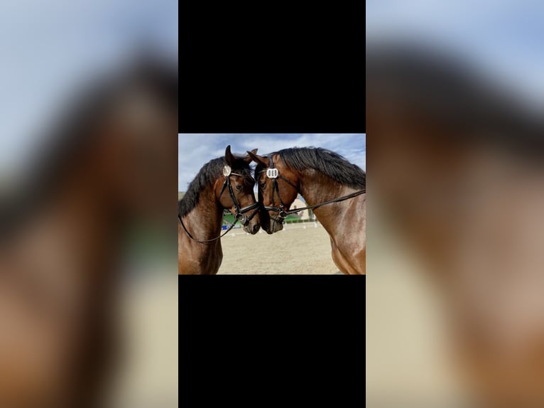 Schweres Warmblut Wallach 10 Jahre 172 cm Brauner in Herzberg