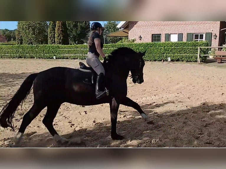 Schweres Warmblut Wallach 10 Jahre 173 cm Rappe in Bad Iburg
