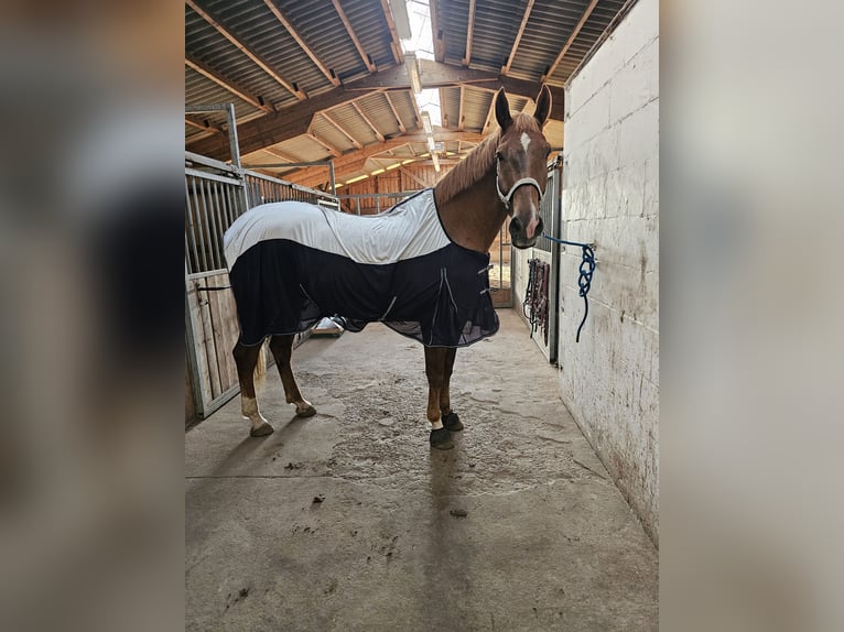 Schweres Warmblut Wallach 10 Jahre 178 cm in Ahrensfelde