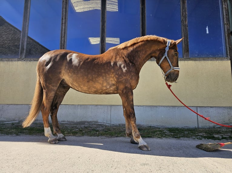 Schweres Warmblut Wallach 10 Jahre 178 cm in Ahrensfelde
