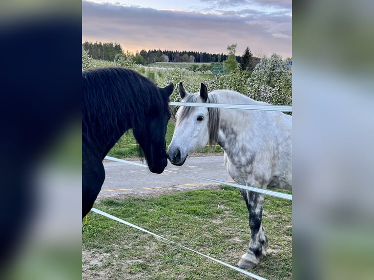 Schweres Warmblut Wallach 11 Jahre 163 cm Apfelschimmel in Frickingen
